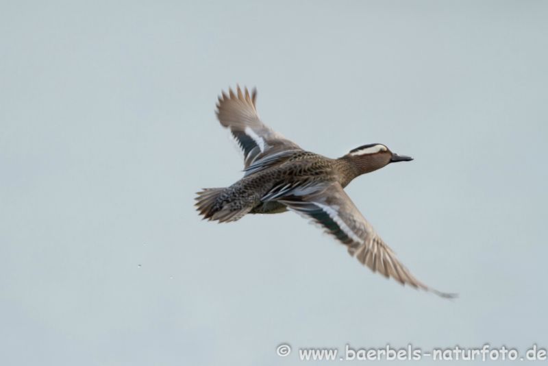 Knäkente im Flug