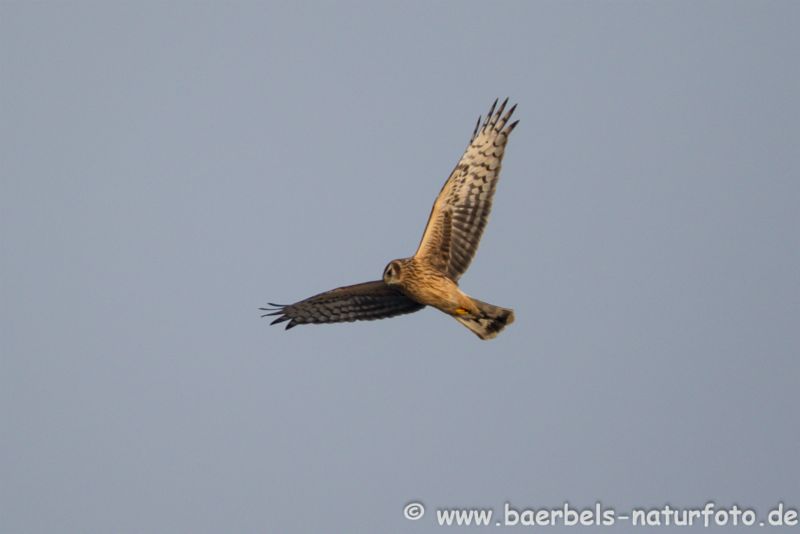 Kornweihe im Flug