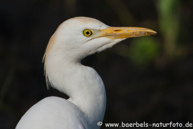 Kuhreiher Portrait