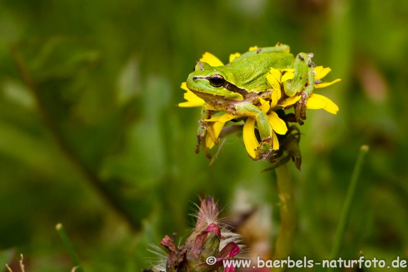 Laubfrosch auf Blüte