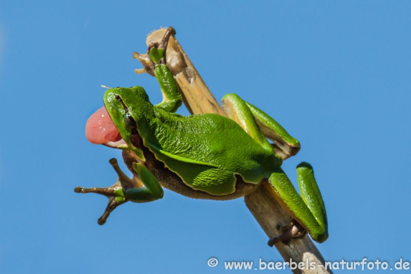 Laubfrosch auf Fliegenfang