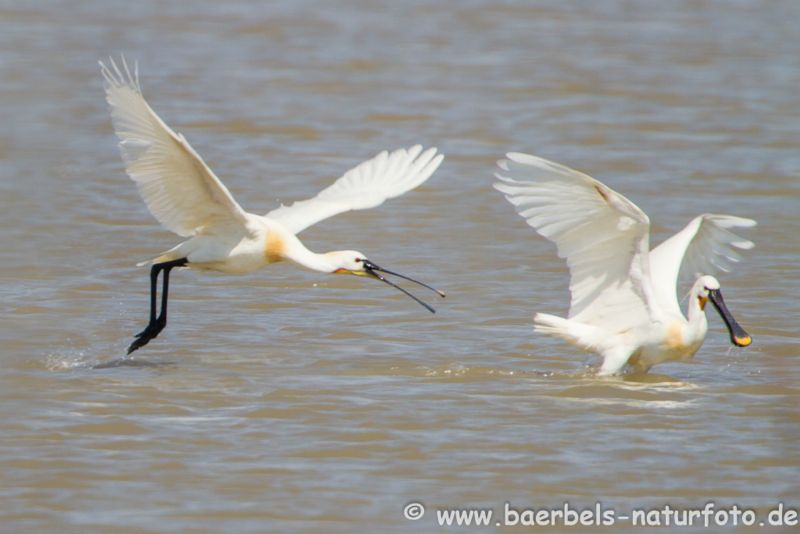 Löffler im Flug