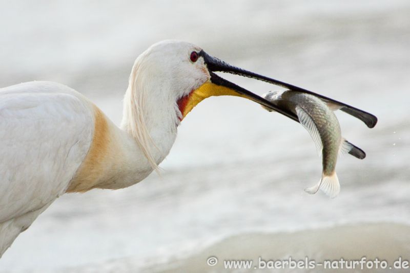 Löffler mit Fisch