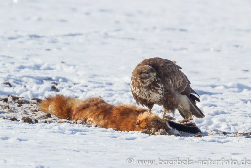 Mäusebussard am Fuchs
