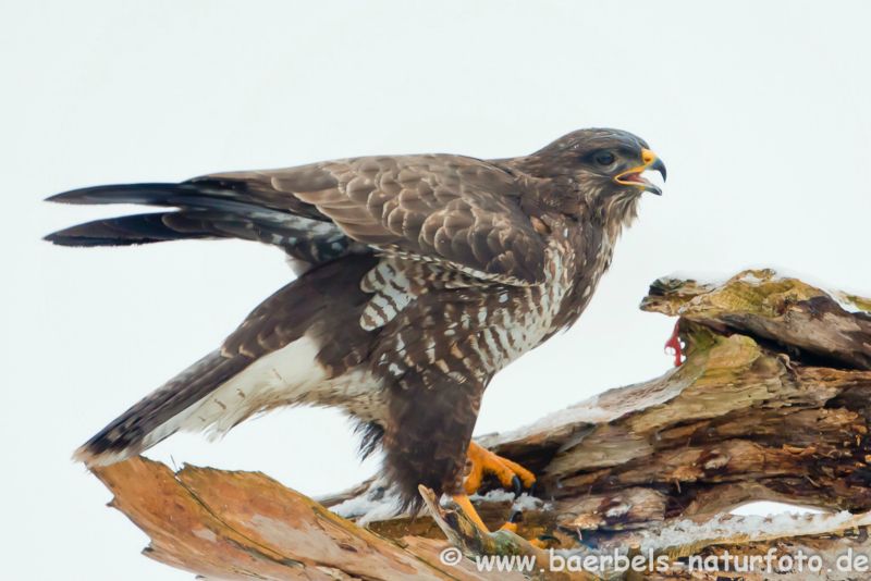 Mäusebussard