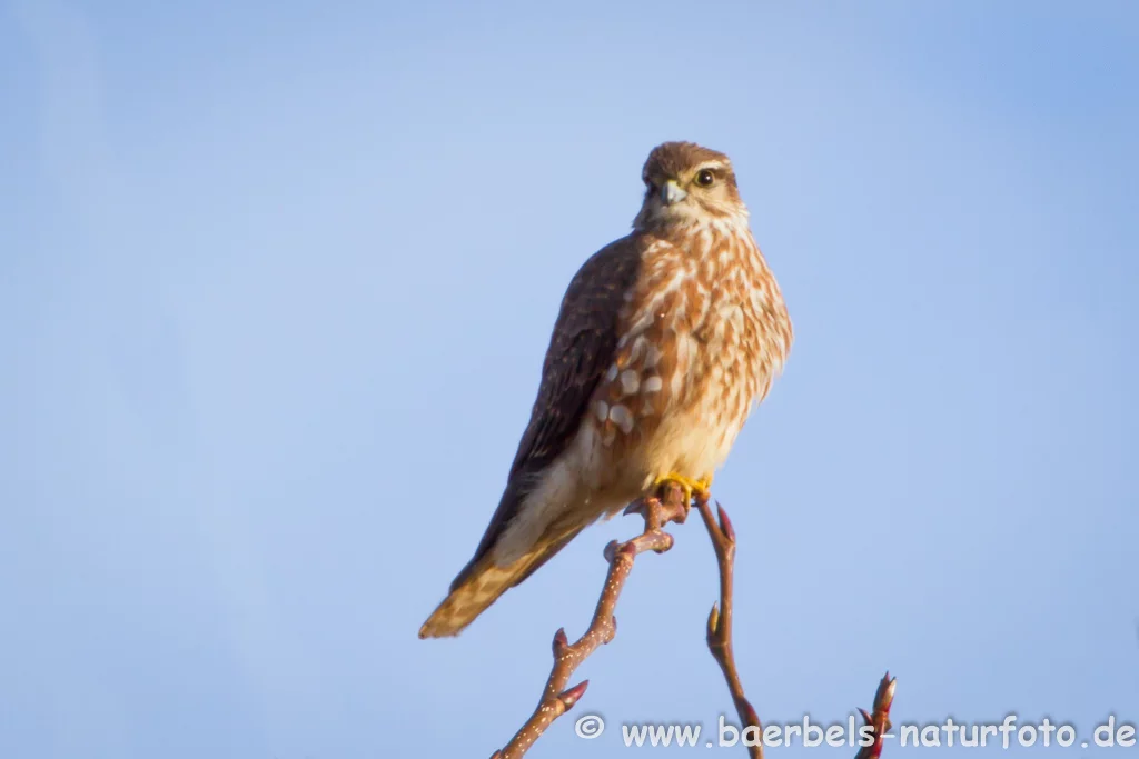 Merlin