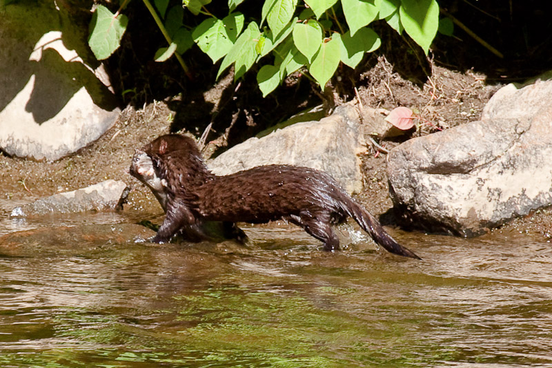 Mink mit Beute