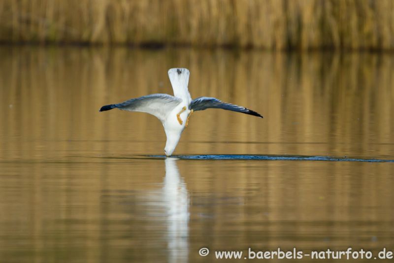 Mittelmeermöwe im Sturzflug