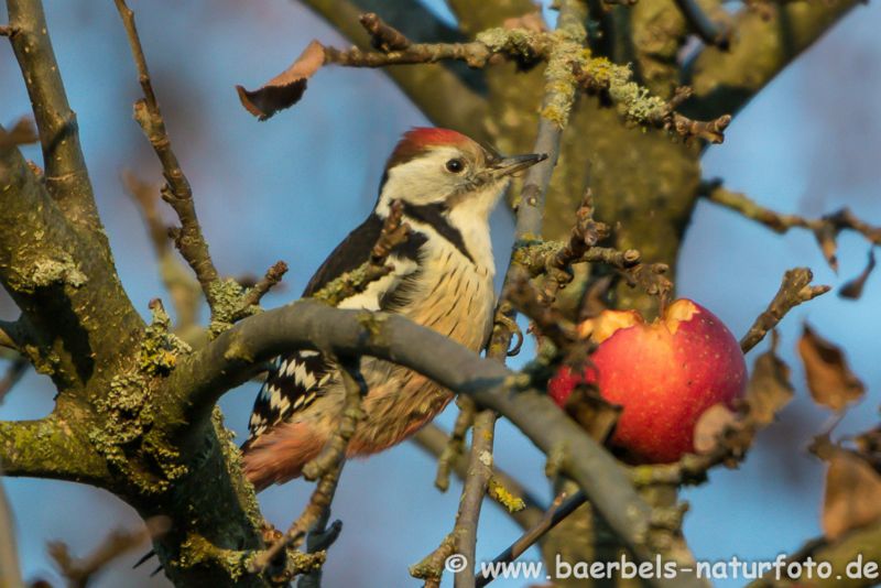 Mittelspecht am Apfel