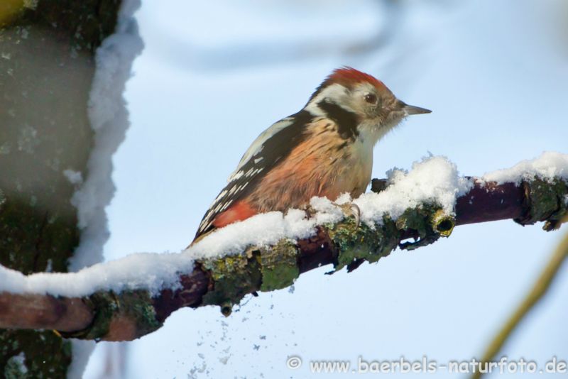 Mittelspecht im Winter