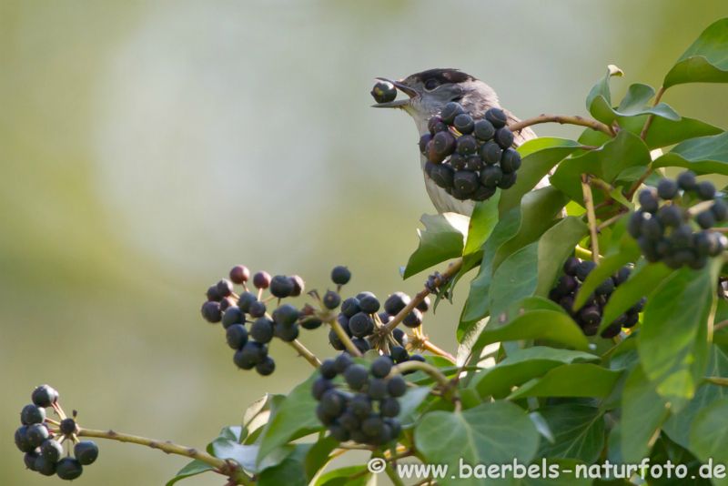 Mönchsgrasmücke mit Beeren