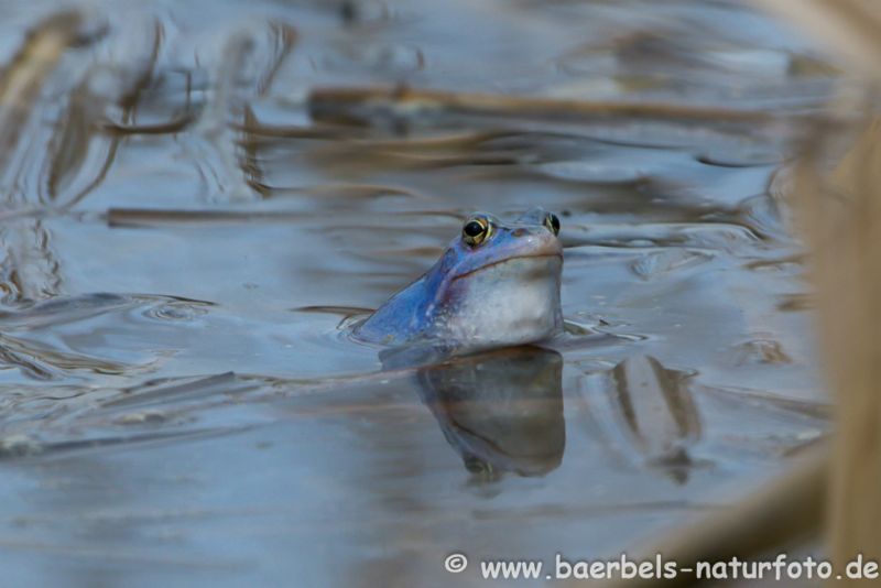 Moorfrosch lugt aus dem Wasser