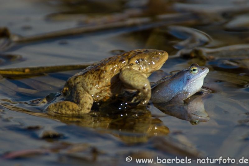 Moorfrosch