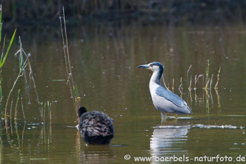 Nachtreiher adult
