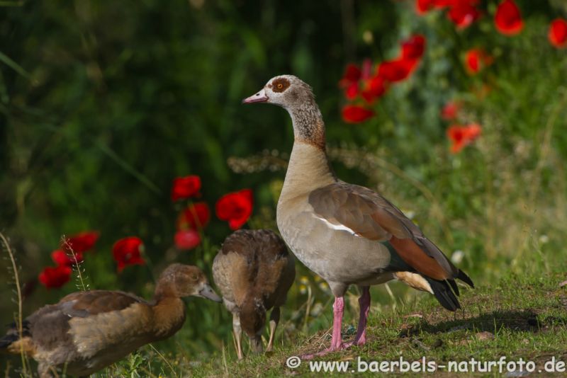Nilgänse vor Klatschmohn