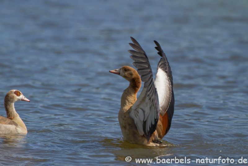 Nilgans