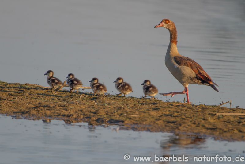 Nilgans mit Nachwuchs