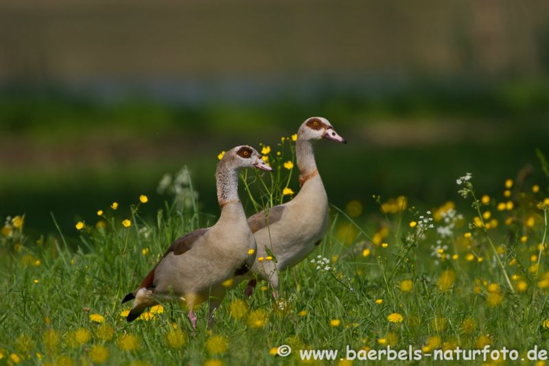 Nilgans