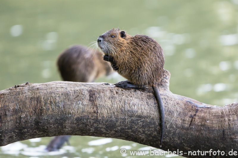 Nutria bei Fellpflege