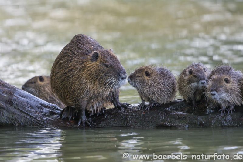 Nutria-Familie