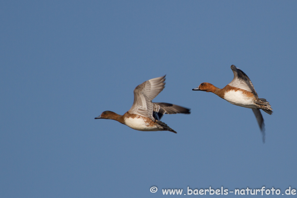 Pfeifenten im Flug