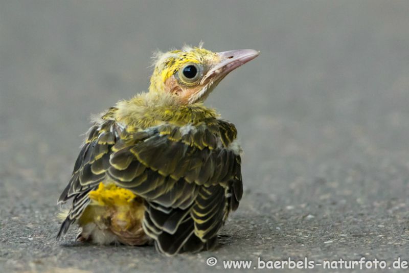 Pirol aus dem Nest gefallen