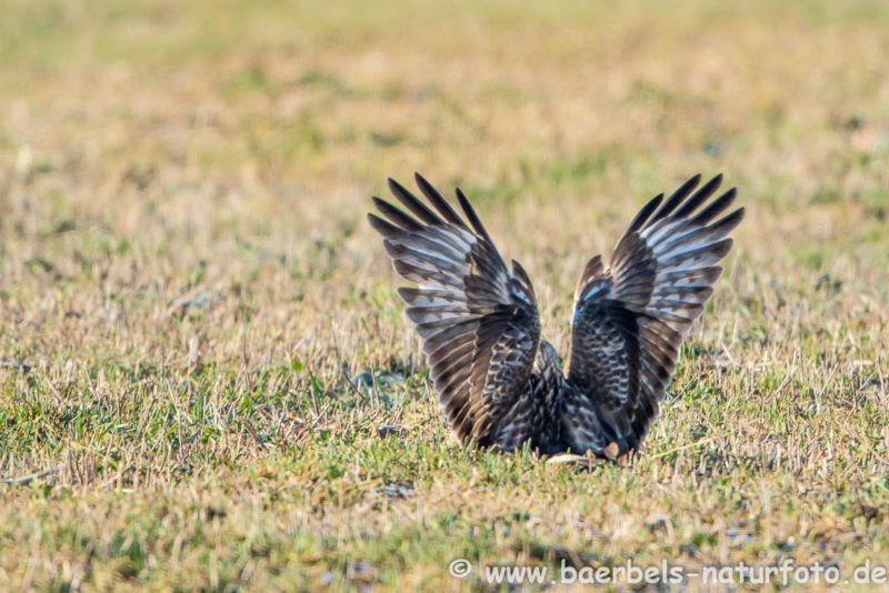Raufußbussard auf Feld