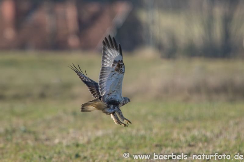 Raufußbussard im Flug