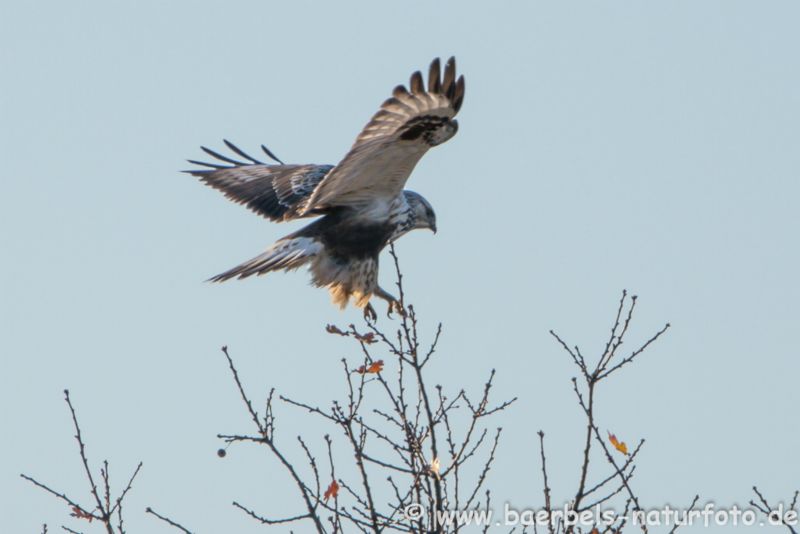 Raufußbussard landet