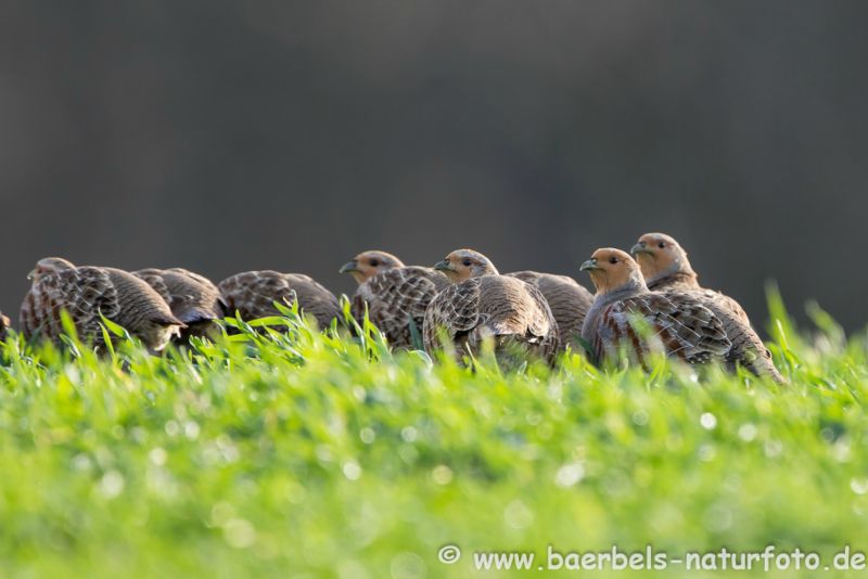 Rebhuhn Familie