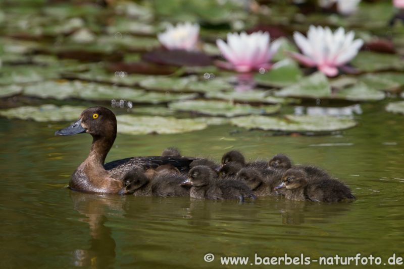 Reiherenten Familie