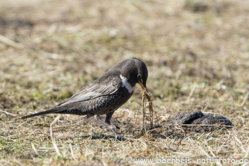 Ringdrossel sucht Wurm