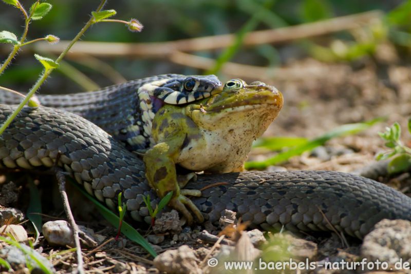 Ringelnatter verschlingt Frosch
