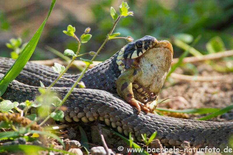 Ringelnatter verschlingt Grünfrosch
