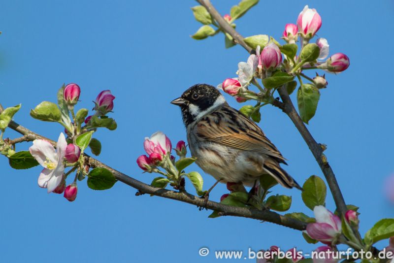 Rohrammer im Baum