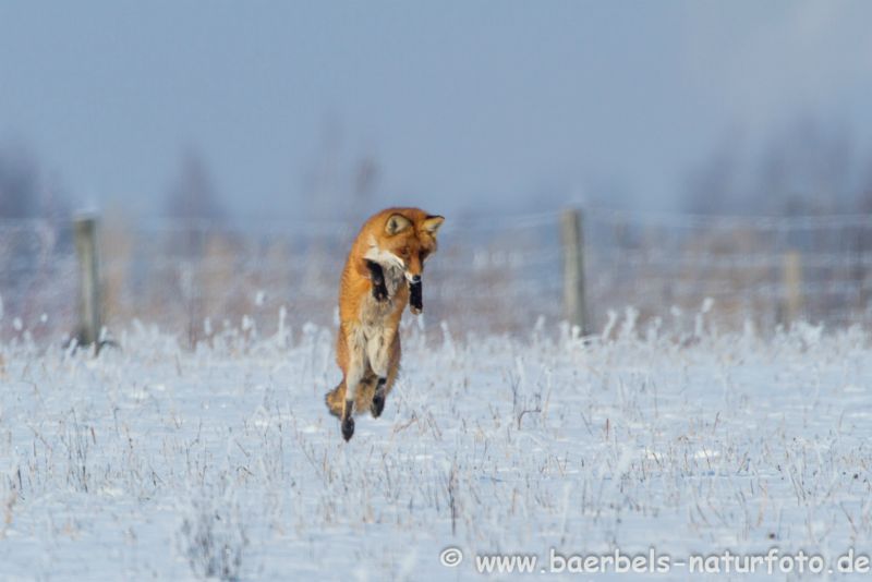 Rotfuchs beim Jagdsprung im Winter