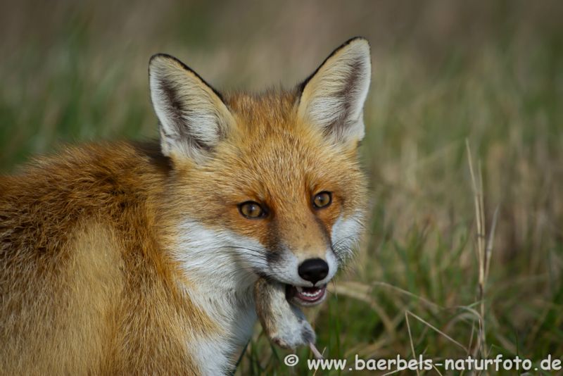 Rotfuchs mit Maus