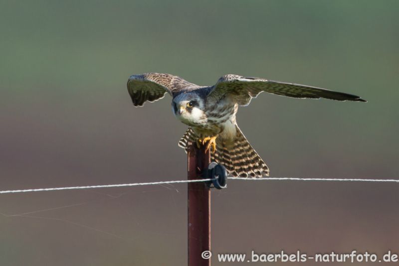 Rotfußfalke auf Sitzwarte