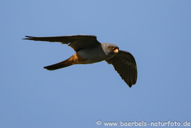 Rotfußfalke im Flug