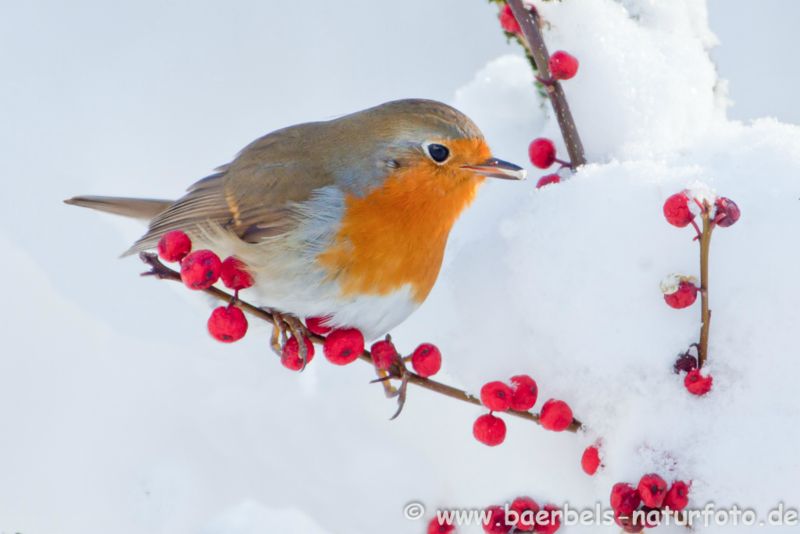 Rotkehlchen im Winter