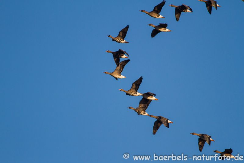 Saatgans Formation