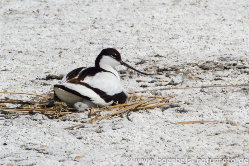 Säbelschnäbler auf Nest
