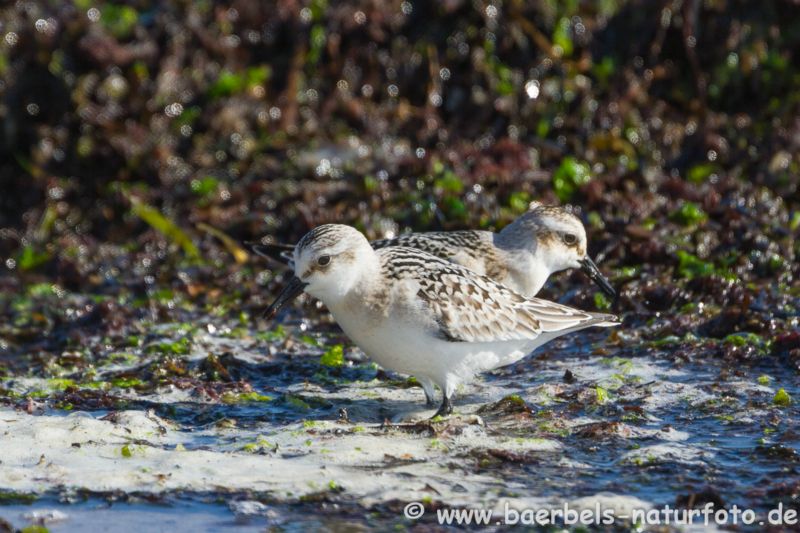 Sanderling am Schlick