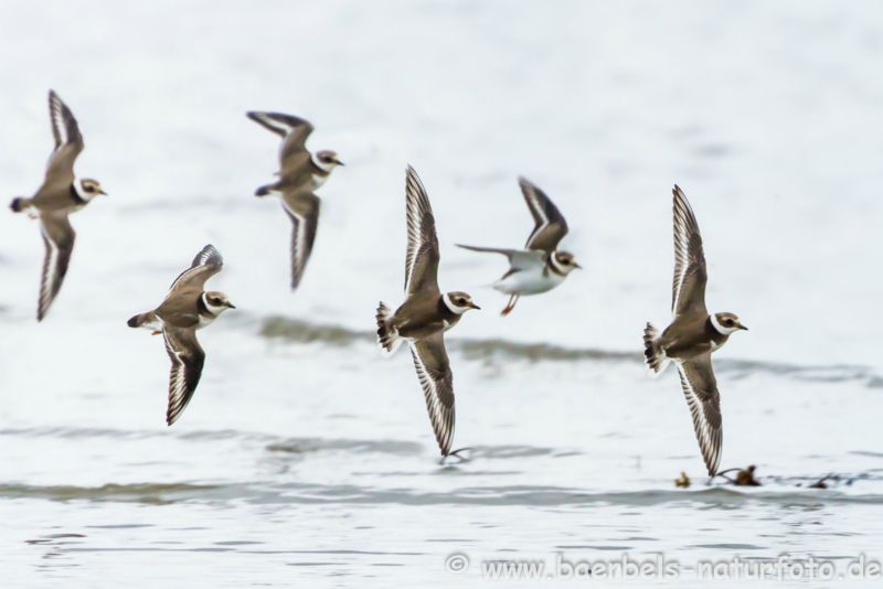 Sandregenpfeifer im Flug