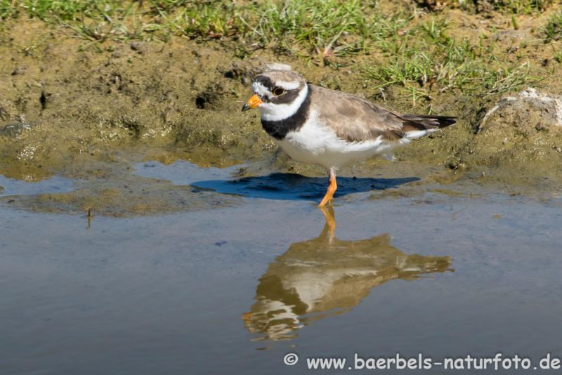 Sandregenpfeifer im Spiegel