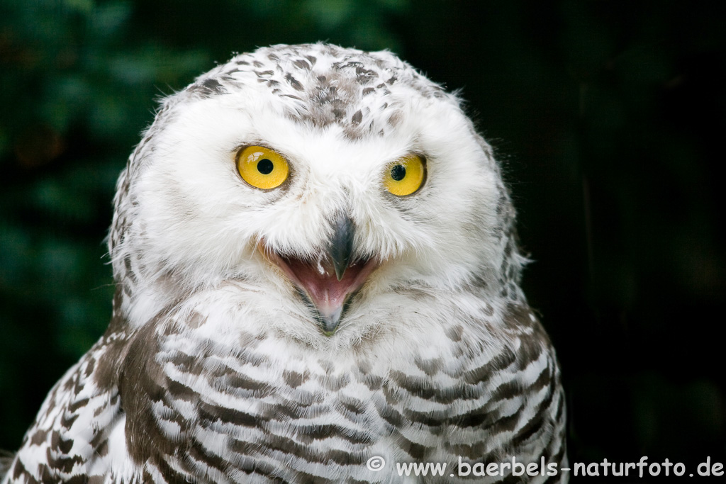 Schneeeule