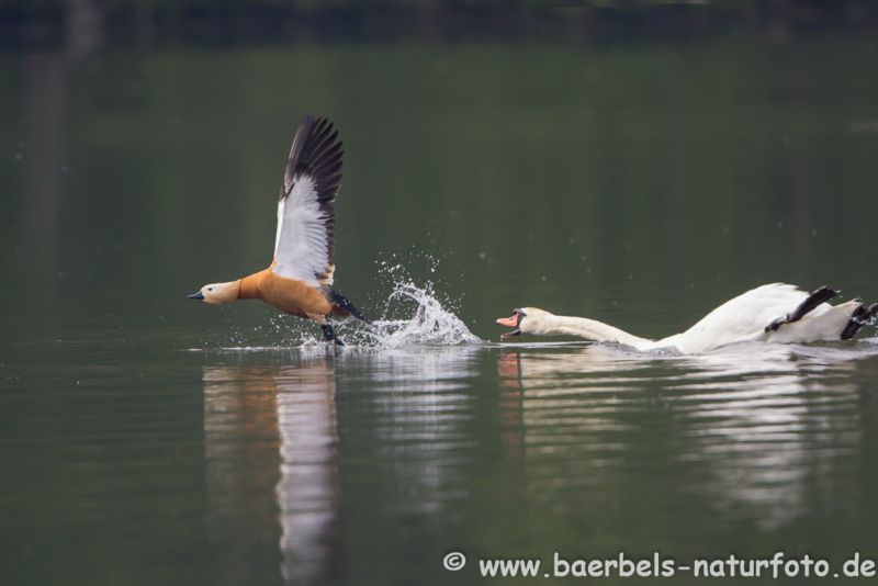 Schwan vertreibt Rostgans