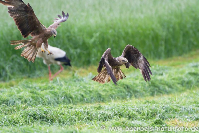 Schwarzmilan auf Jagd