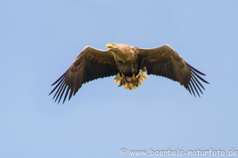 Seeadler im Flug
