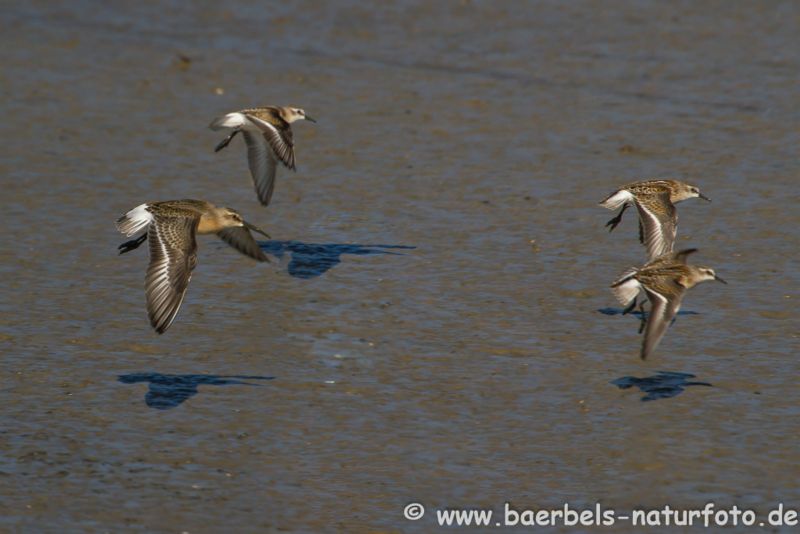 Sichelstrandläufer im Flug